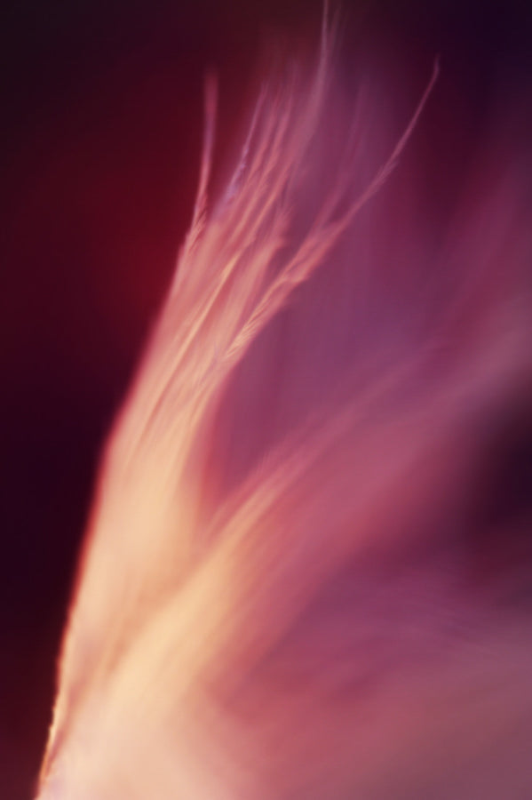 Angel Wings 10