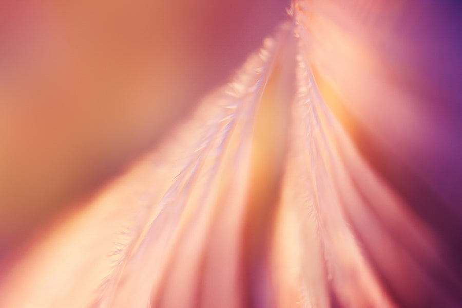 Angel Wings 13