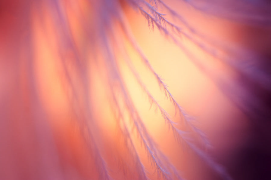 Angel Wings 14