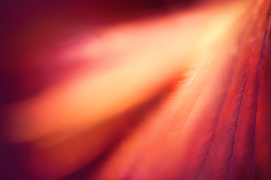 Angel Wings 15