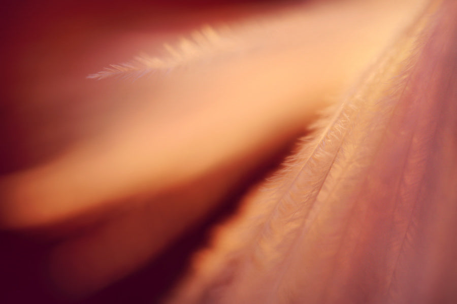 Angel Wings 16