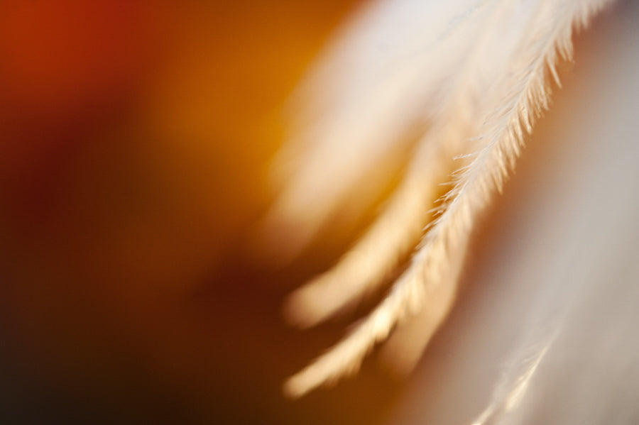 Angel Wings 22