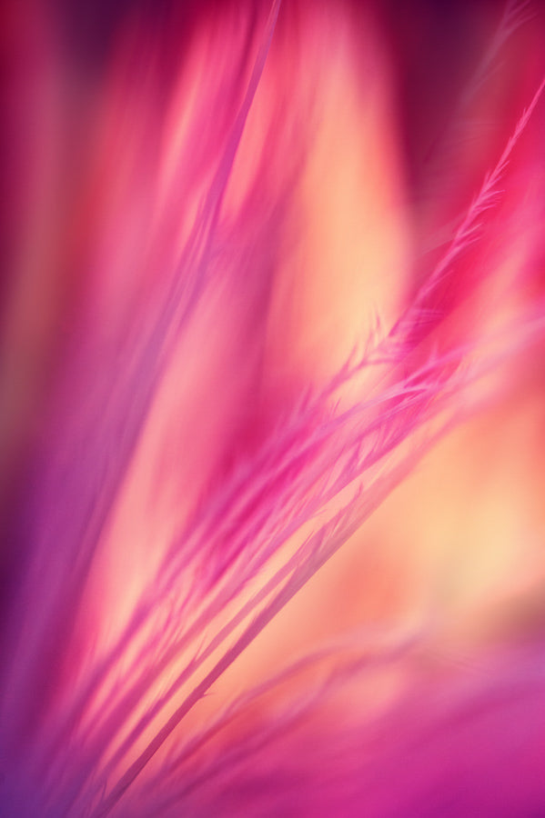 Angel Wings 4