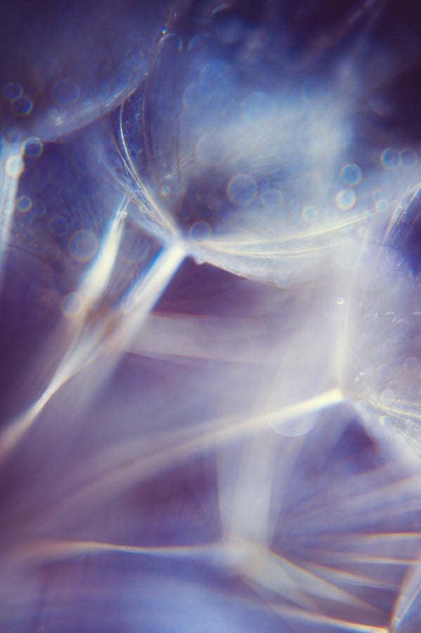 Dandelion 14