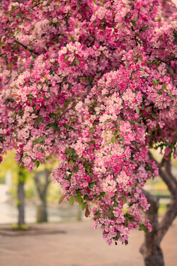 Spring Flowers 231