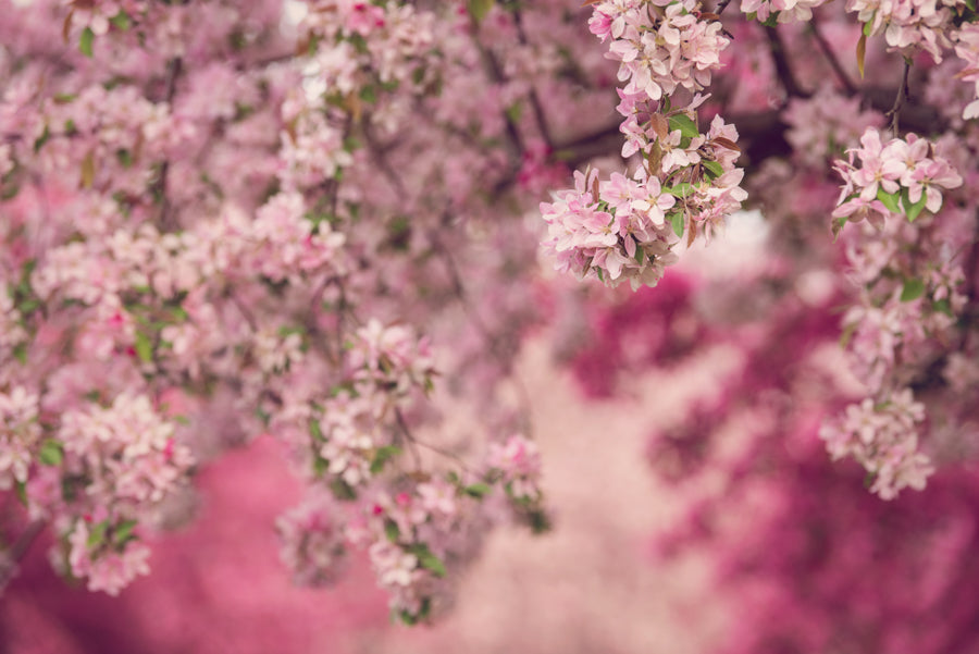 Spring Flowers 233