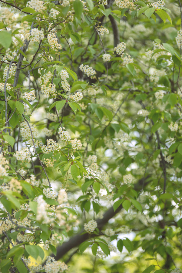 Spring Flowers 238