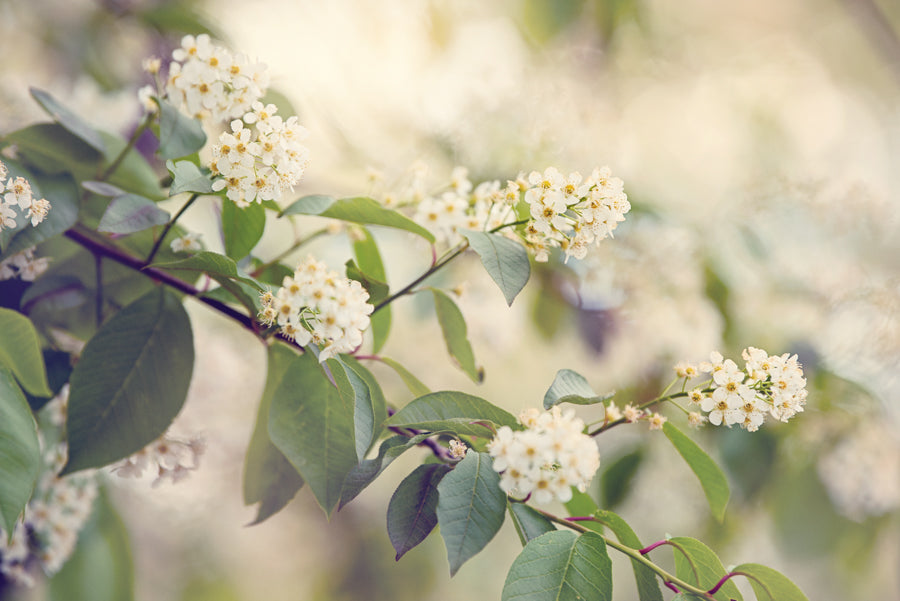 Spring Flowers 241