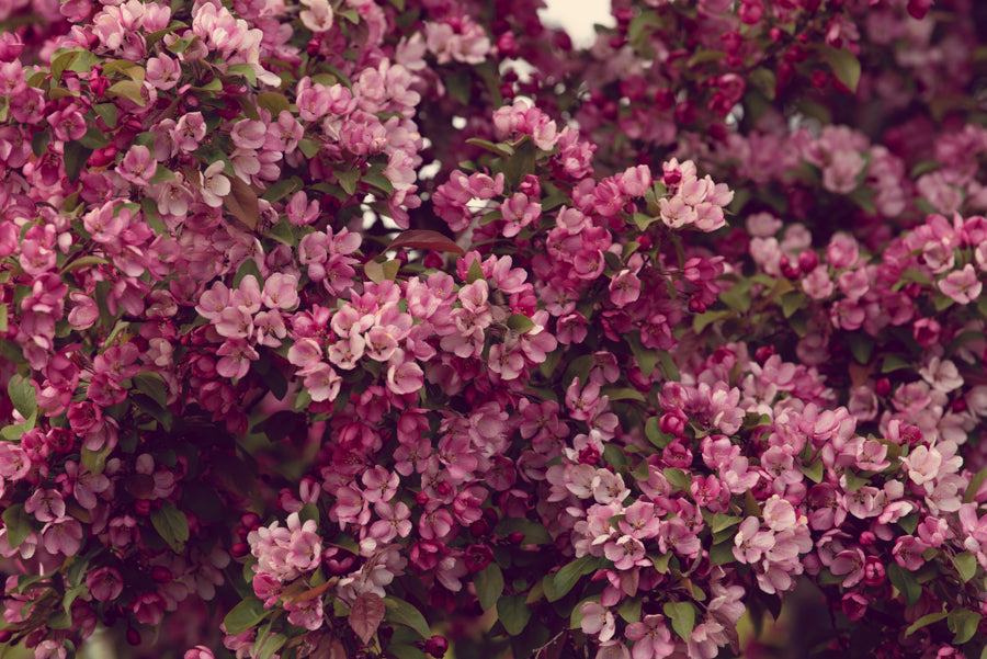 Spring Flowers 242
