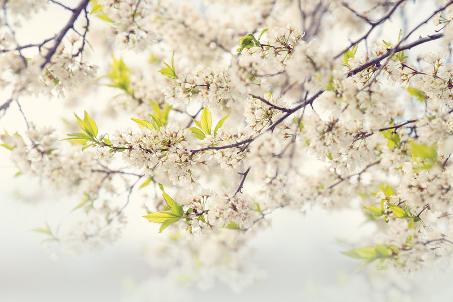 Spring Flowers 245