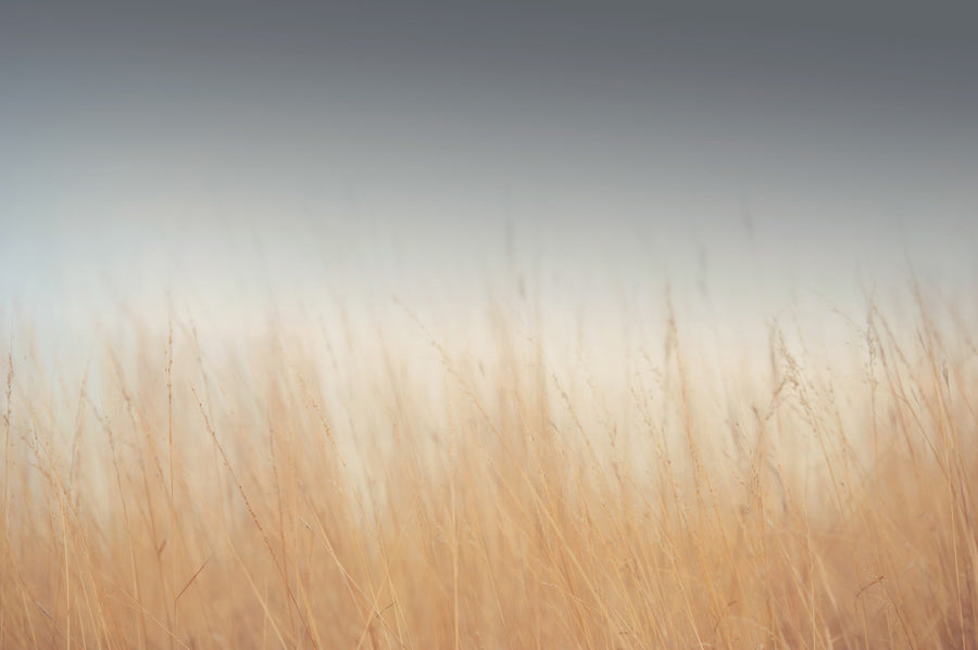Grasses 2