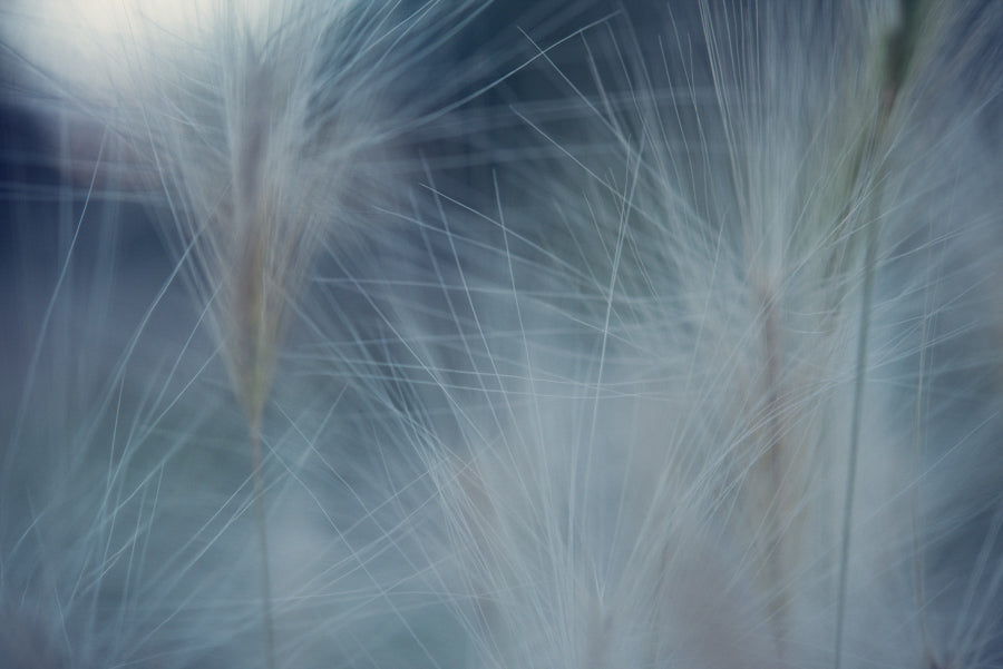 Grasses 4