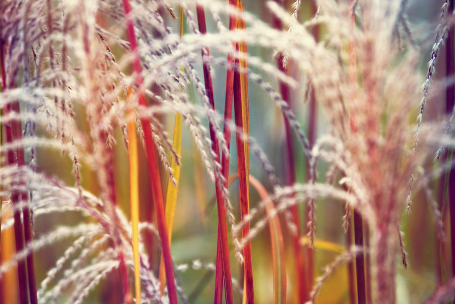 Grasses 5