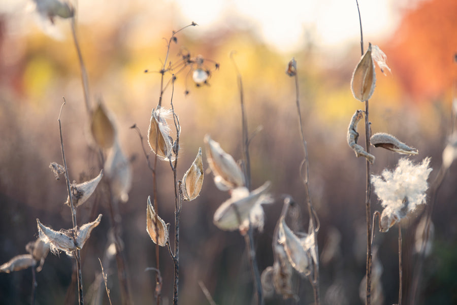 Grasses 7