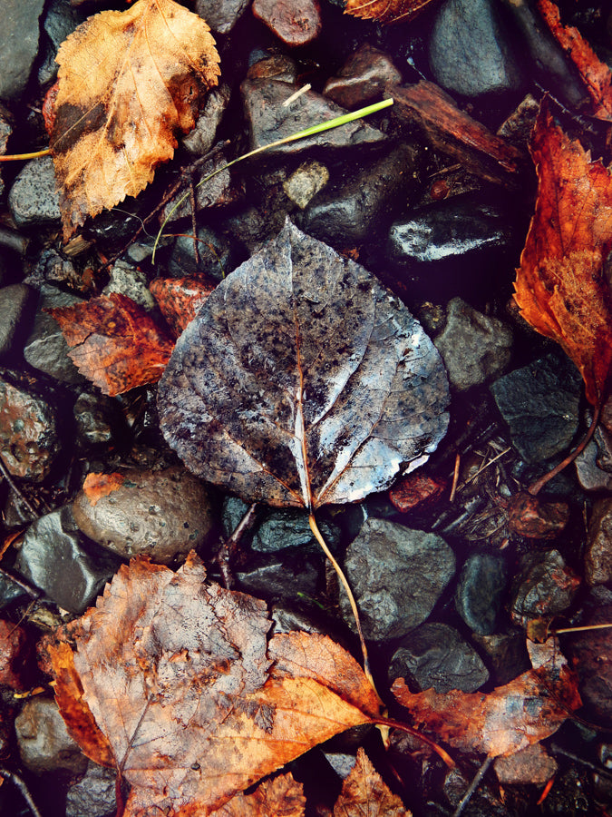 Leaves 6