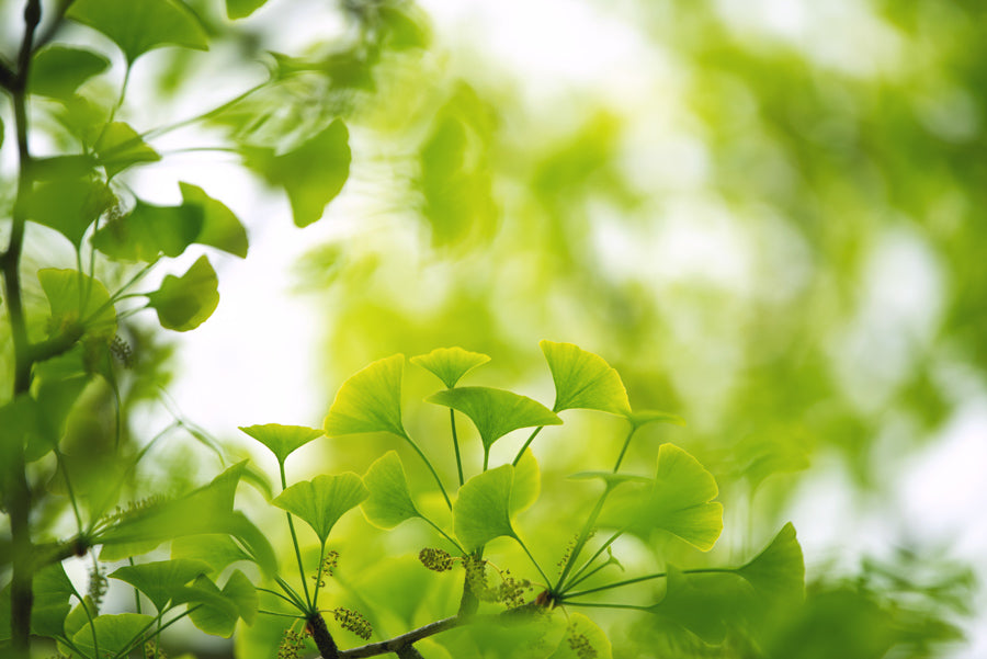 Leaves 14
