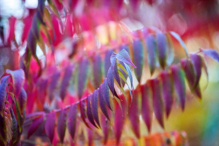 Leaves 20