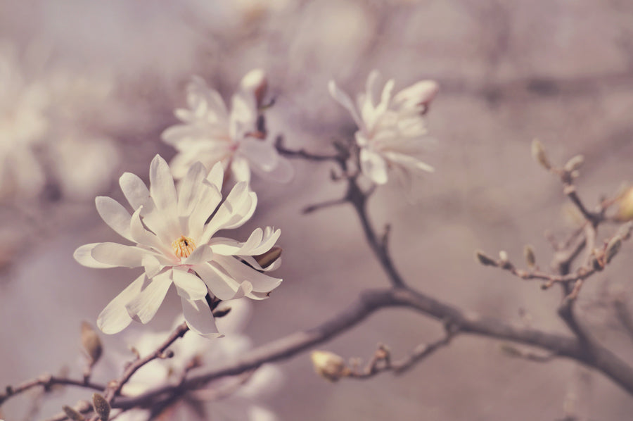Spring Flowers 115