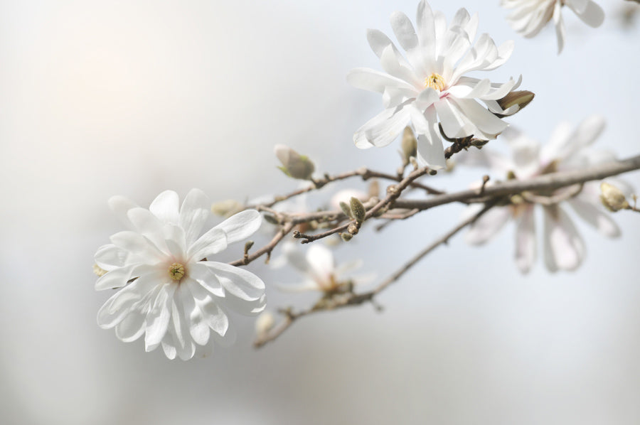 Spring Flowers 116
