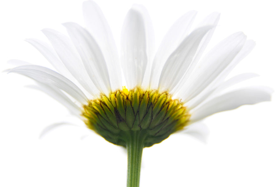Spring Flowers 118