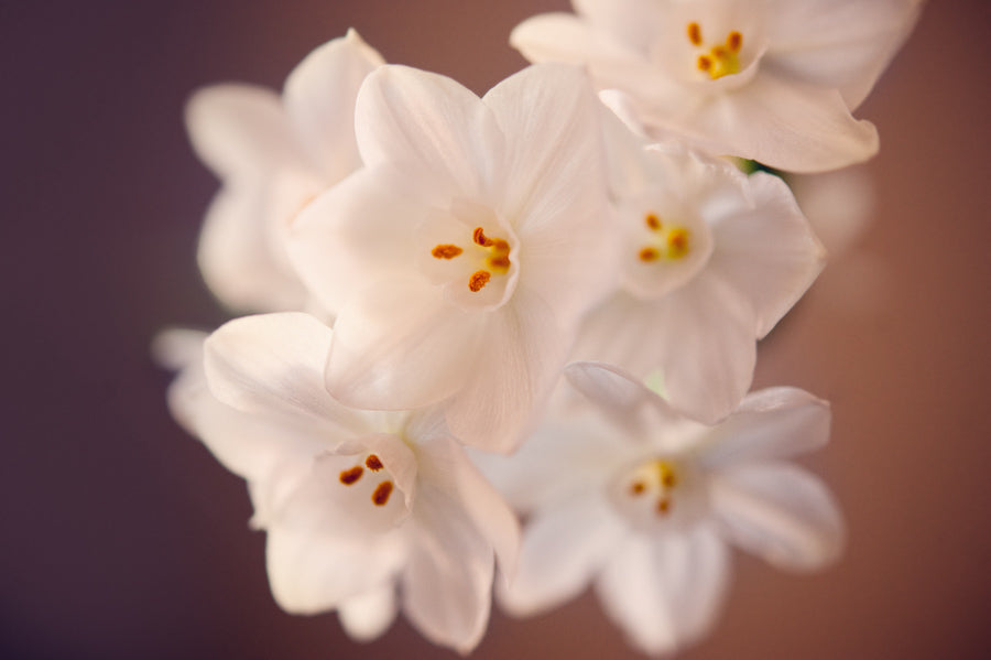 Spring Flowers 148