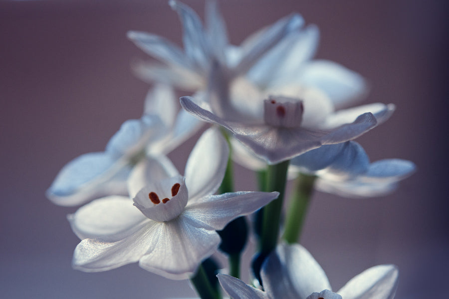 Spring Flowers 150