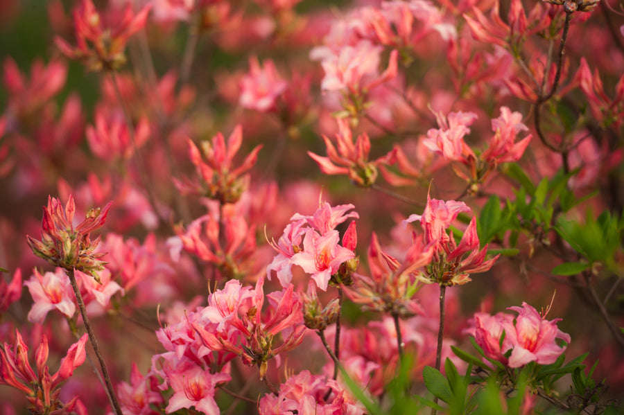Spring Flowers 155