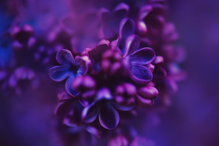Spring Flowers 157
