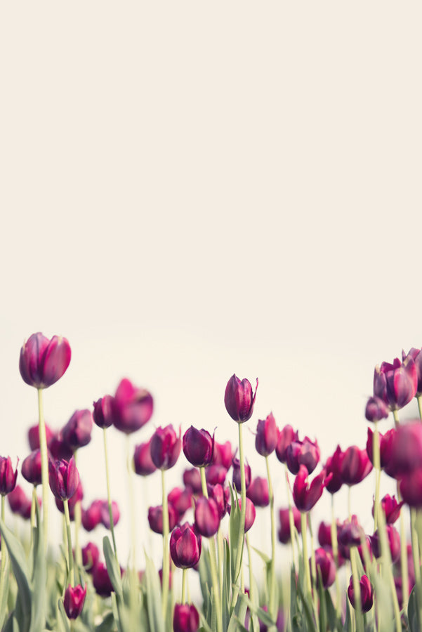 Spring Flowers 195