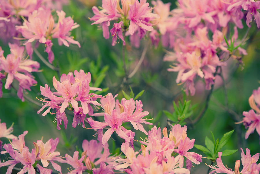 Spring Flowers 218