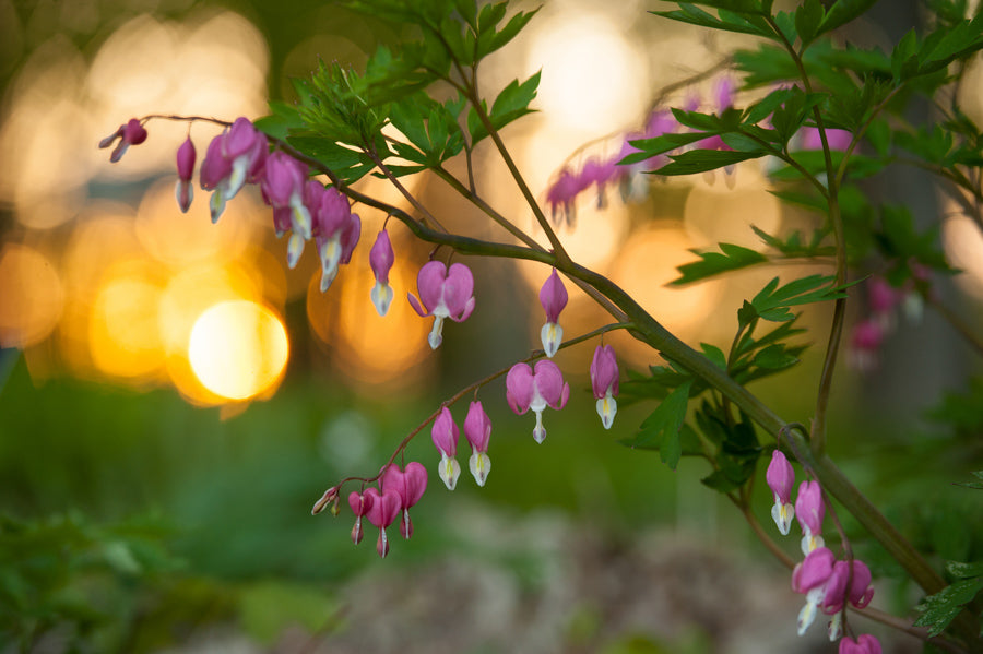 Spring Flowers 22