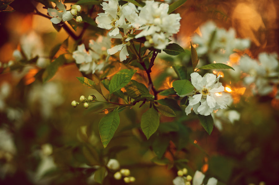 Spring Flowers 23