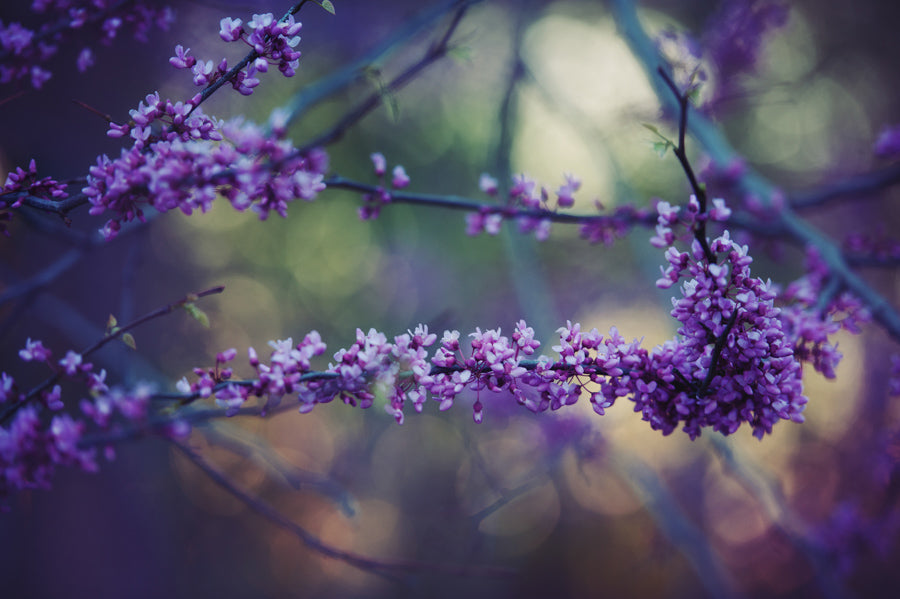 Spring Flowers 27