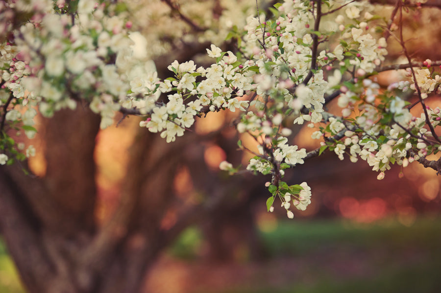 Spring Flowers 31