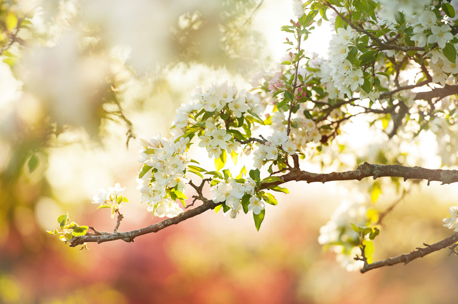Spring Flowers 33