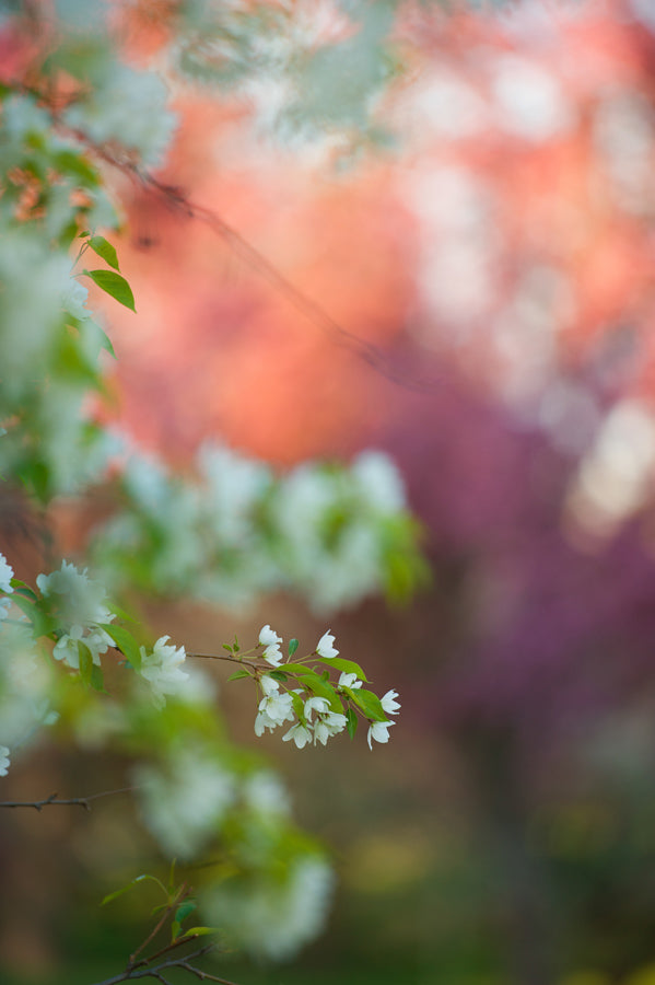 Spring Flowers 41