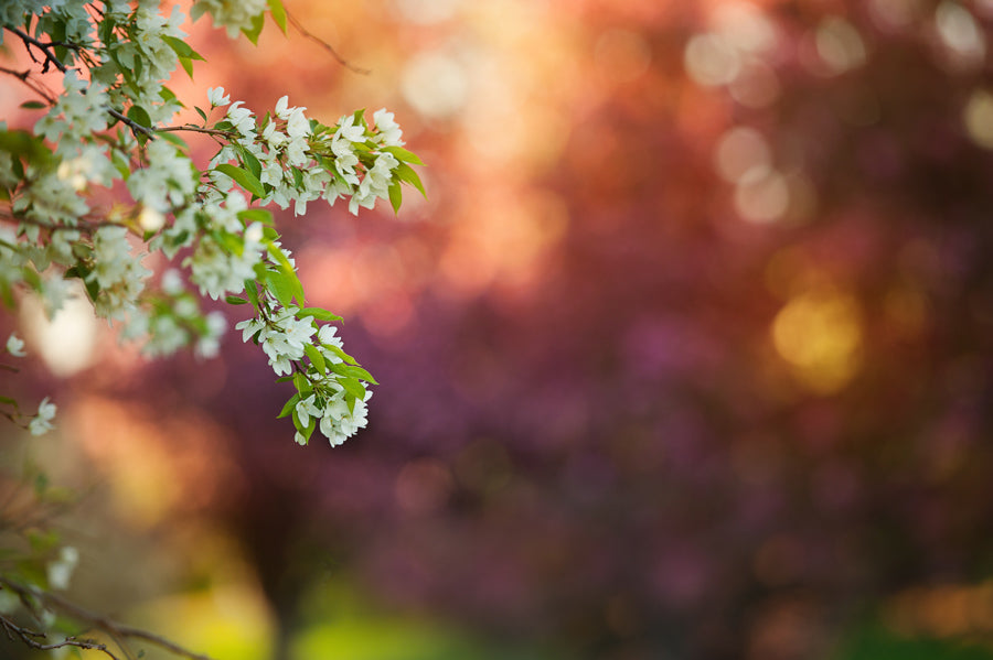 Spring Flowers 42