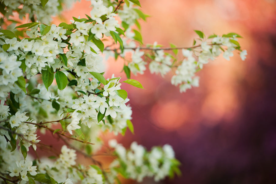 Spring Flowers 43