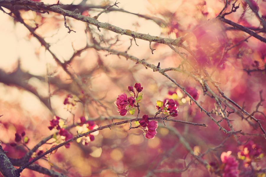 Spring Flowers 44