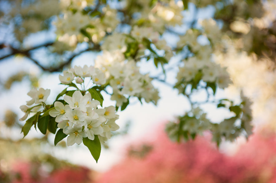 Spring Flowers 45