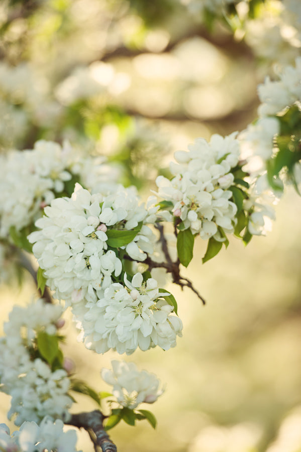 Spring Flowers 47