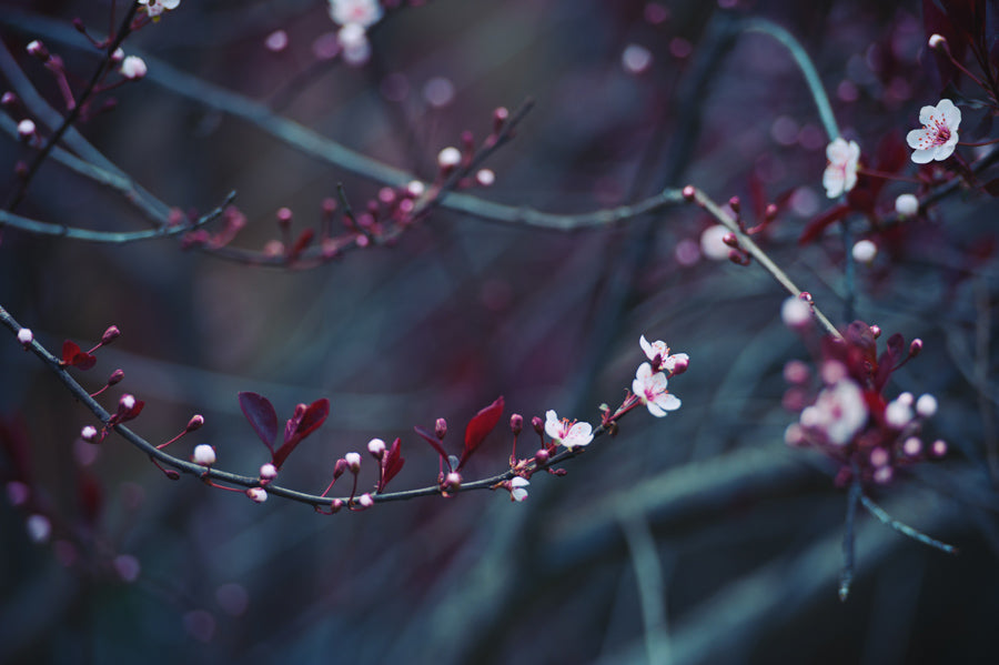 Spring Flowers 49
