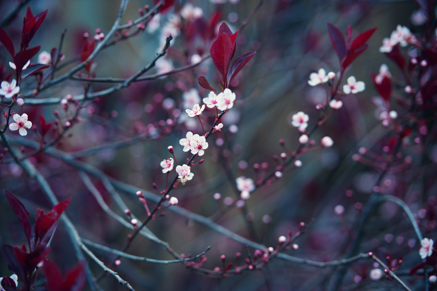 Spring Flowers 50