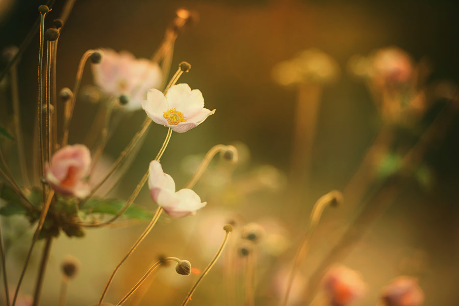 Spring Flowers 53