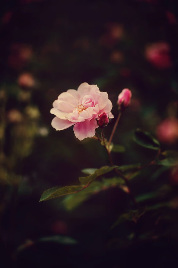 Spring Flowers 57