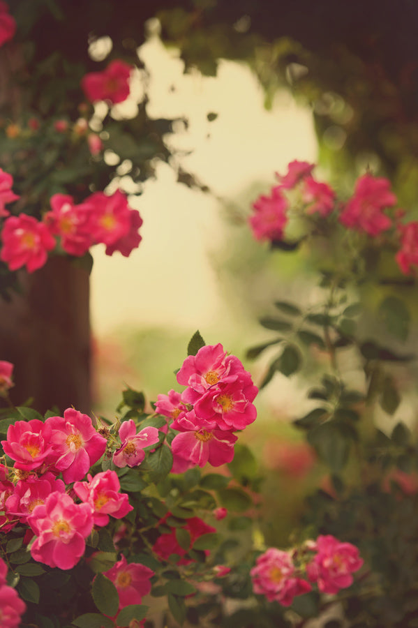 Spring Flowers 58