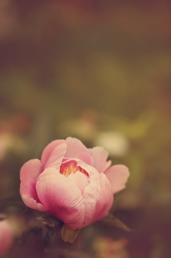 Spring Flowers 59