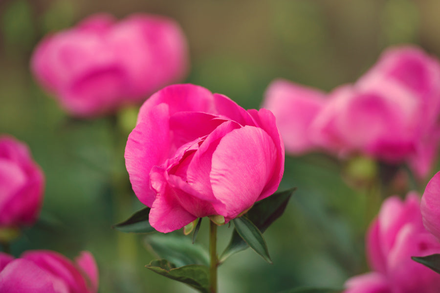 Spring Flowers 62