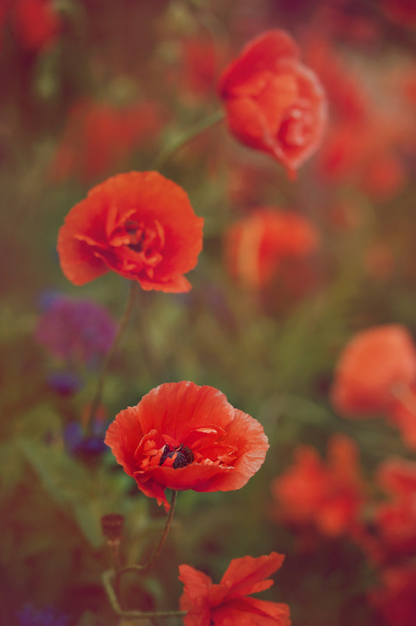 Spring Flowers 69