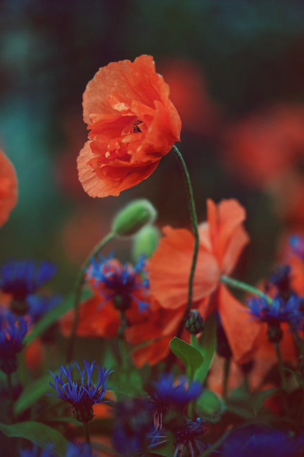 Spring Flowers 70